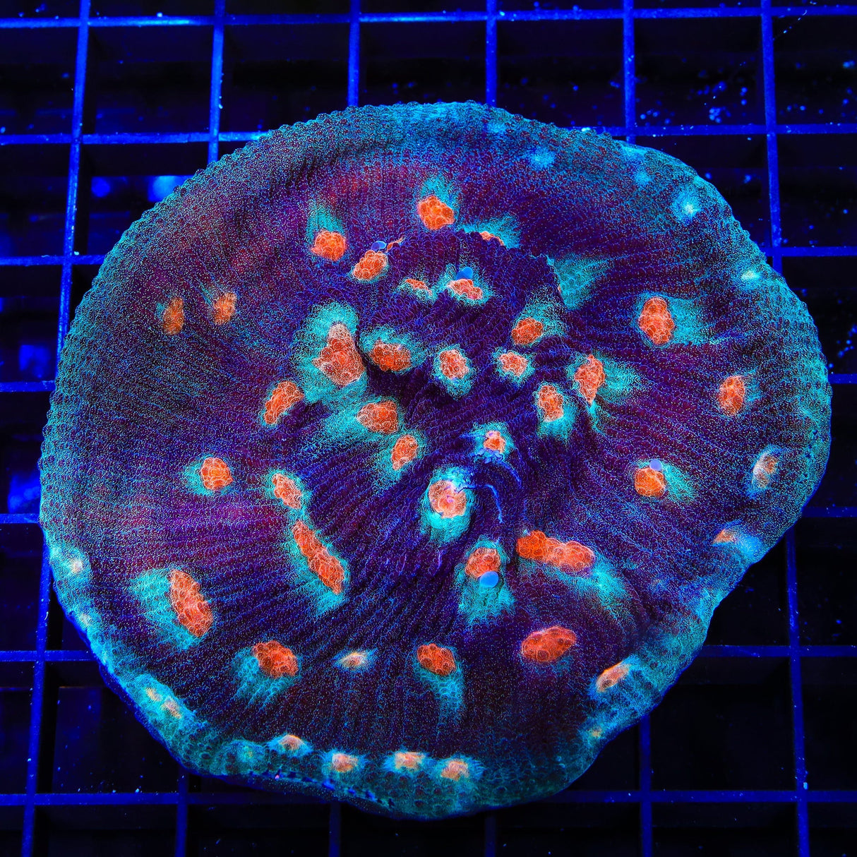 ACI Mike the Mycedium Chalice Colony Coral