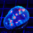 ACI Mike the Mycedium Chalice Coral
