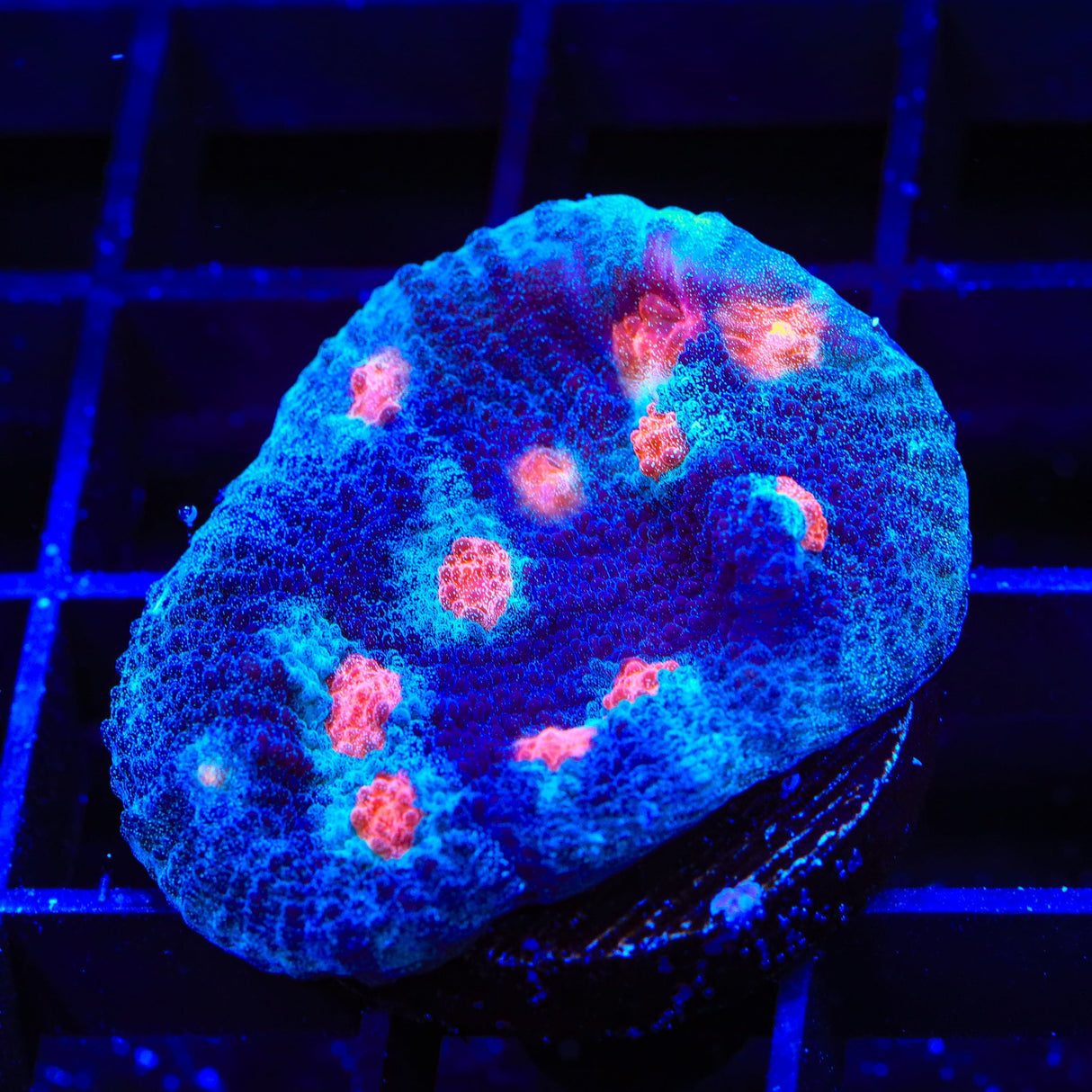 ACI Mike the Mycedium Chalice Coral