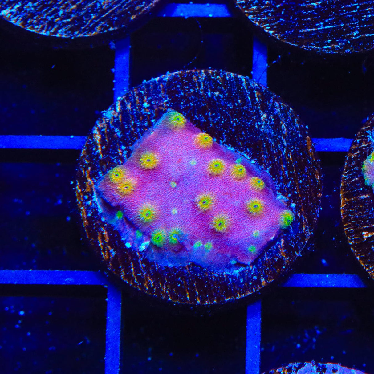 ACI Sunrise Cyphastrea Coral