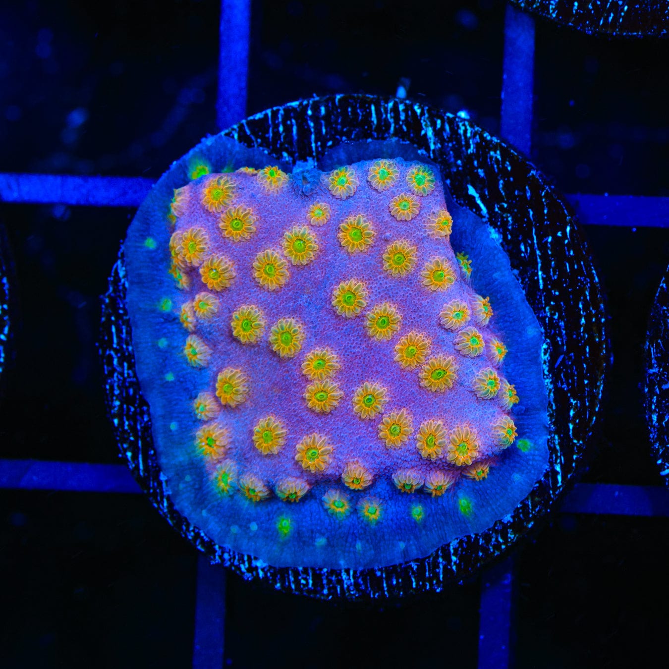 ACI Sunrise Cyphastrea Coral