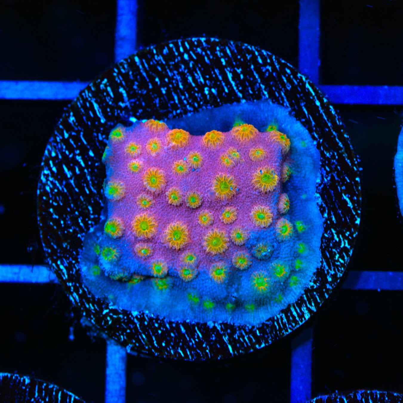 ACI Sunrise Cyphastrea Coral