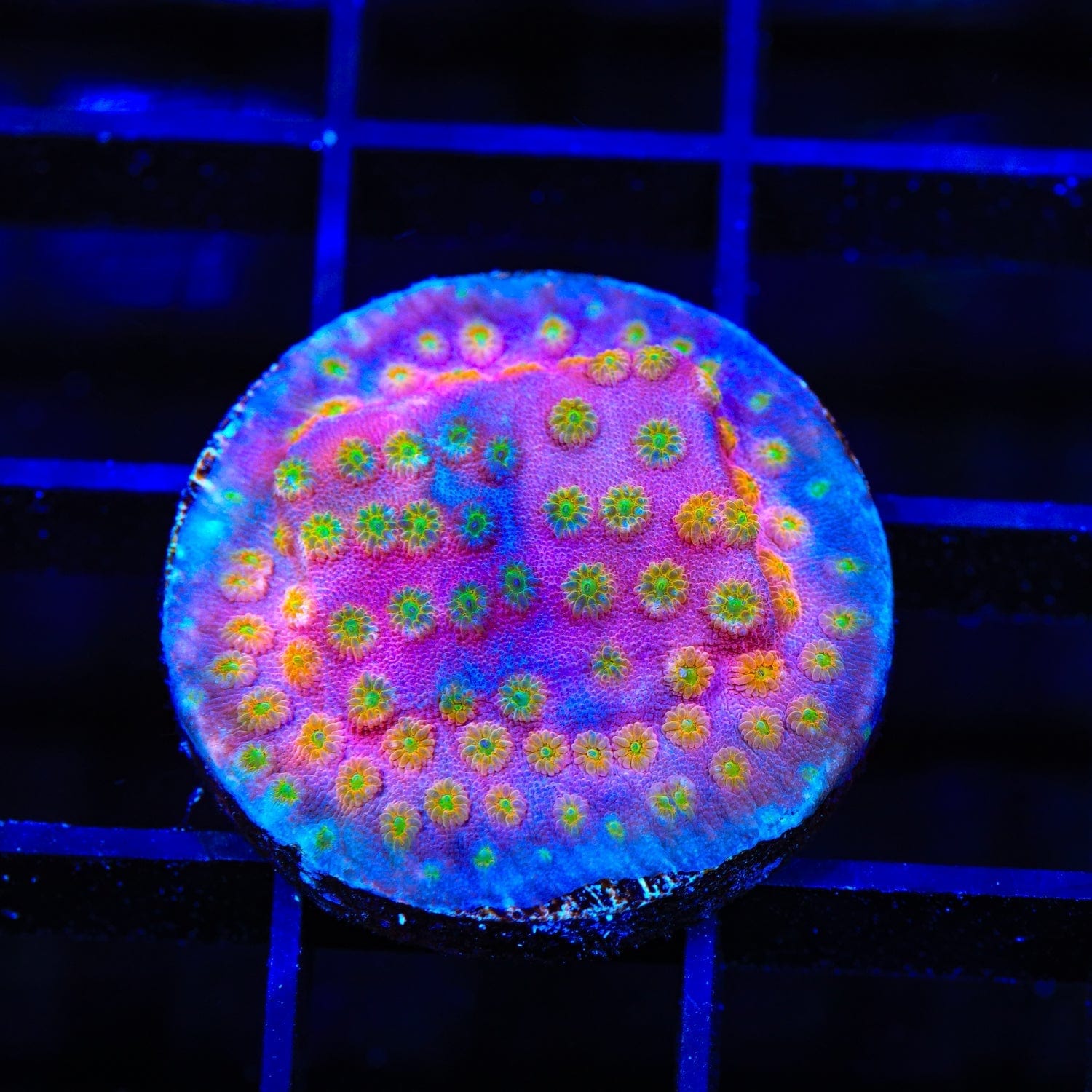 ACI Sunrise Cyphastrea Coral