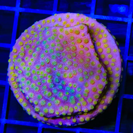 ACI Sunrise Cyphastrea XL Frag Coral