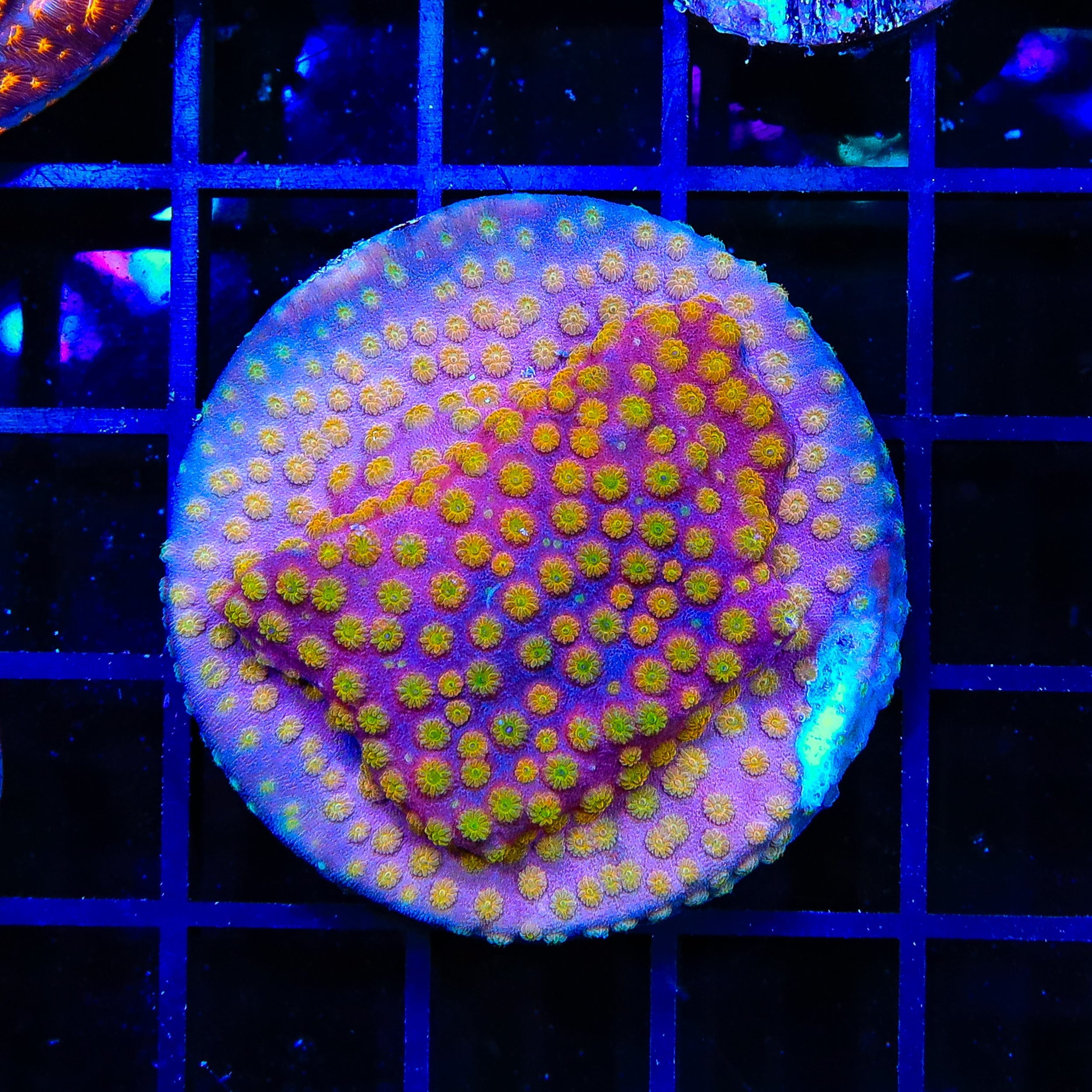 ACI Sunrise Cyphastrea XL Frag Coral