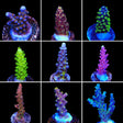 Acropora 3 Coral Frag Pack