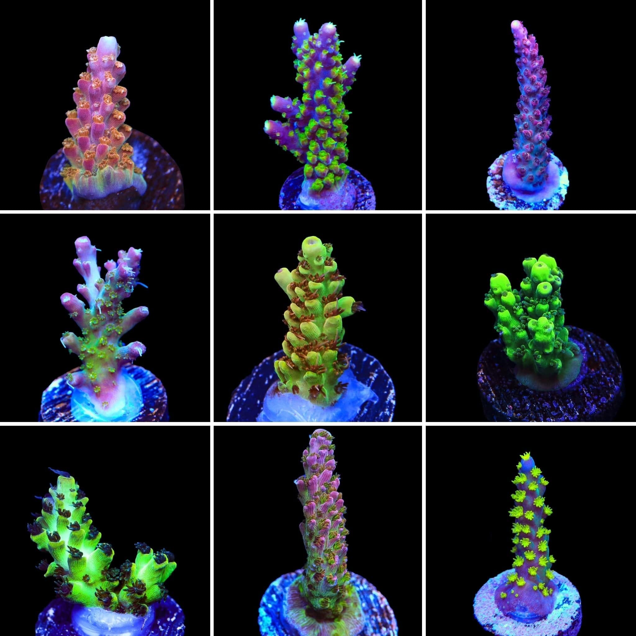 Acropora 3 Coral Frag Pack