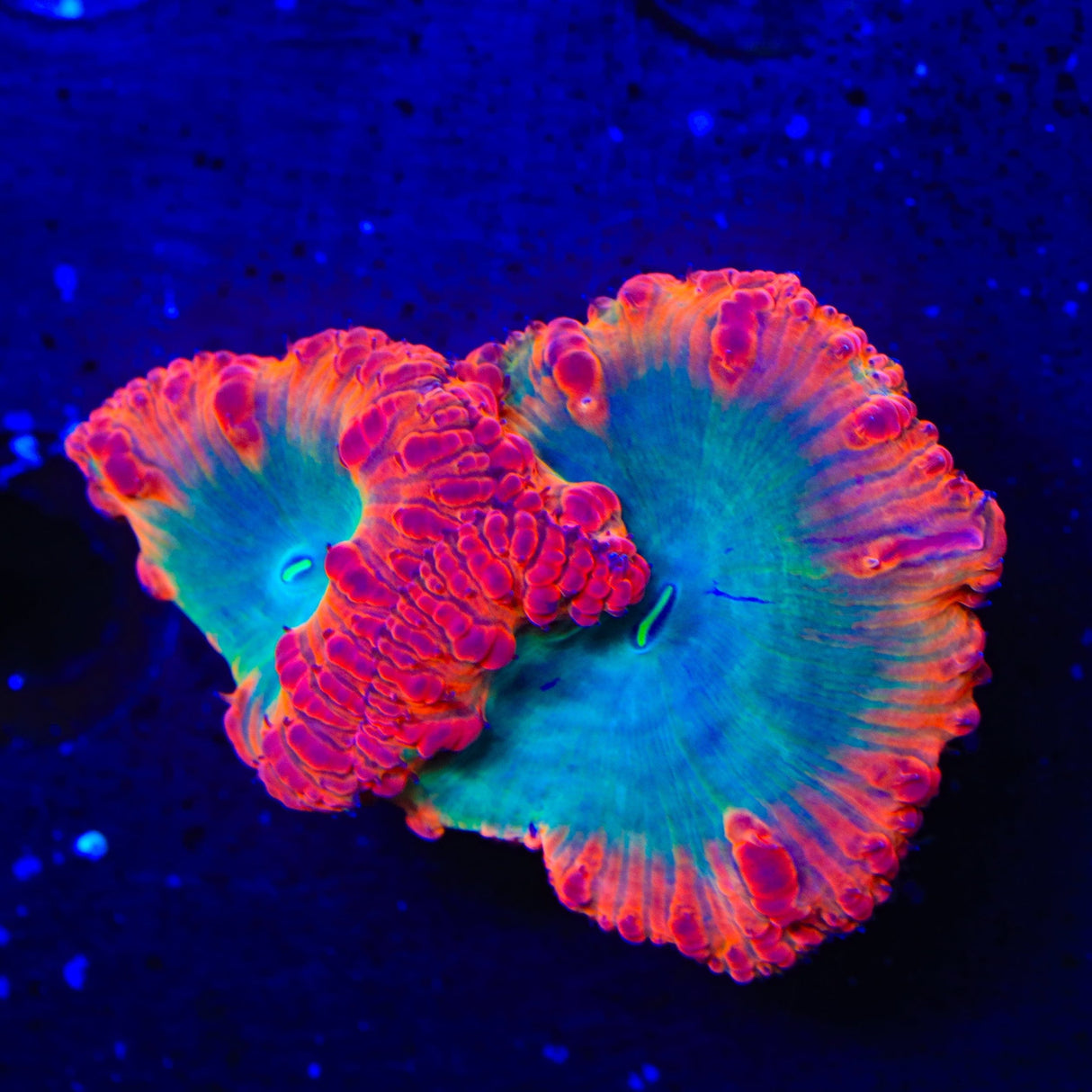 Afterburner Blastomussa Coral
