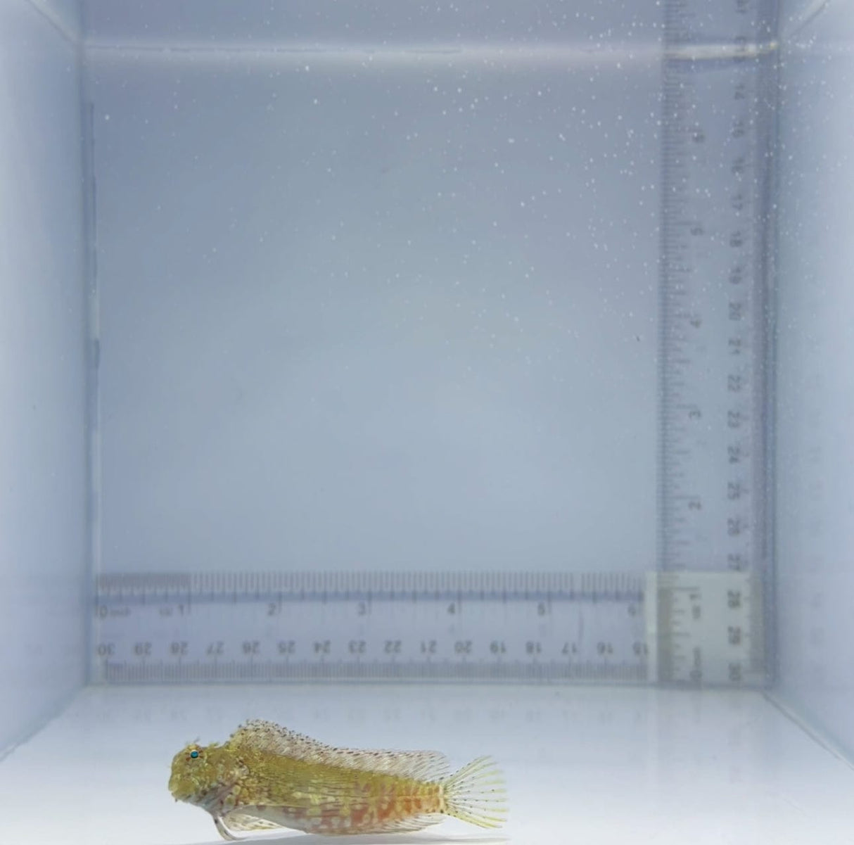Algae Blenny Fish