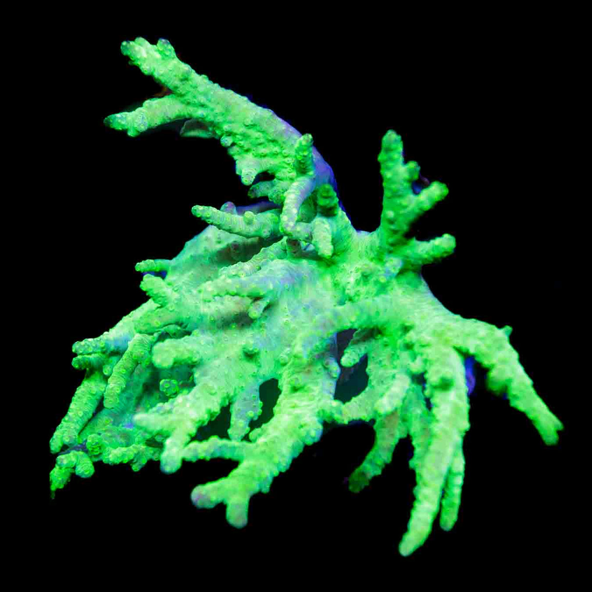 Alien Hand Leather Colony Coral