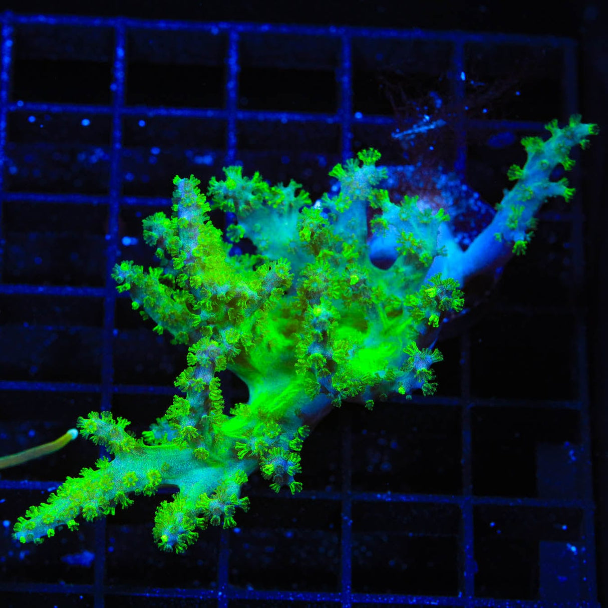 Alien Hand Leather Coral