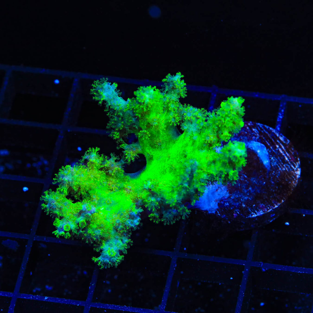 Alien Hand leather Coral