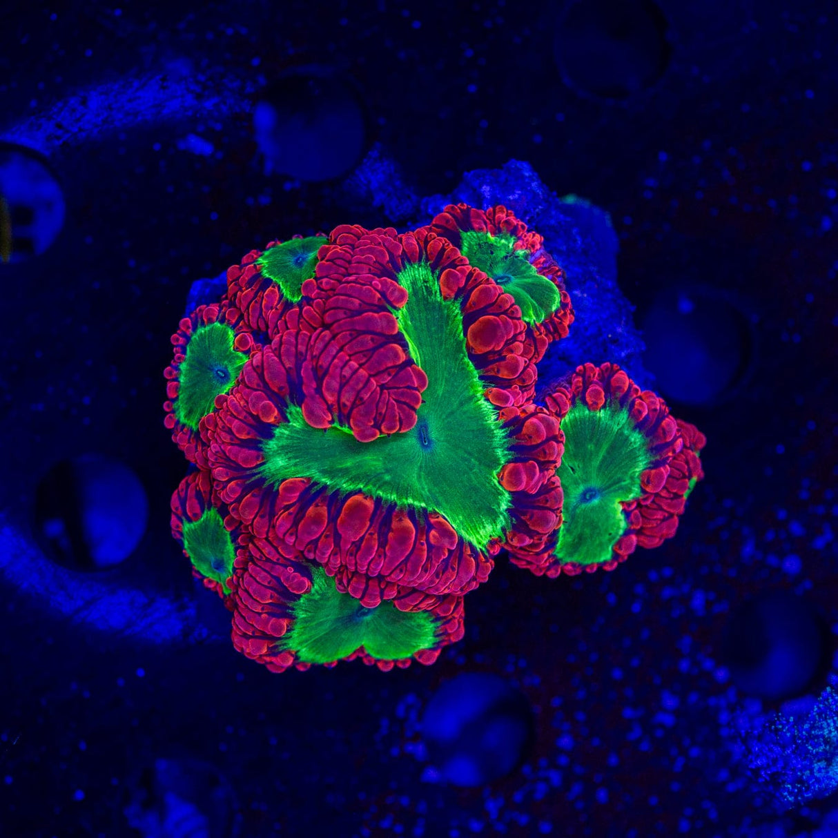 Alien Nation Blastomussa