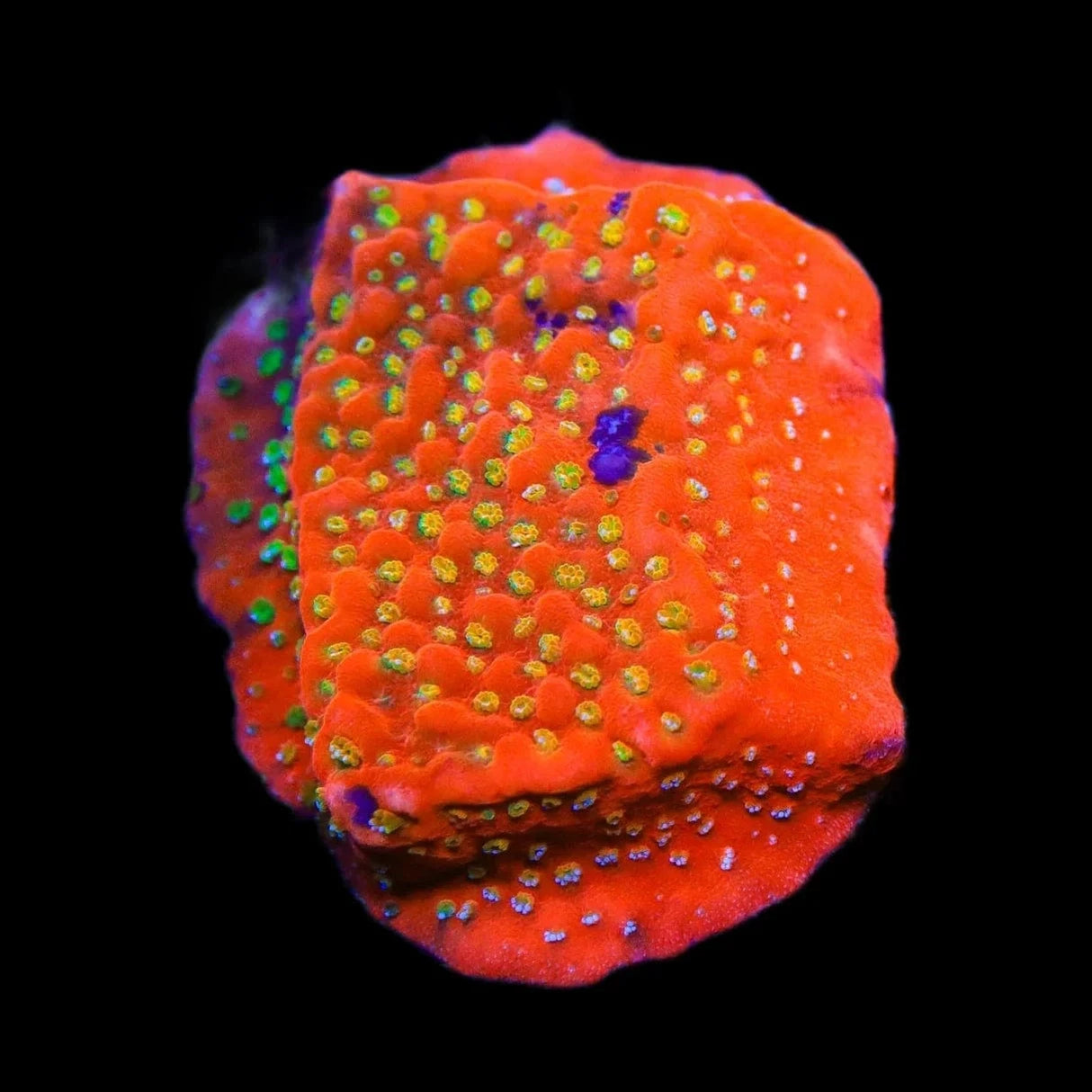 Aquamans Revenge Montipora Coral