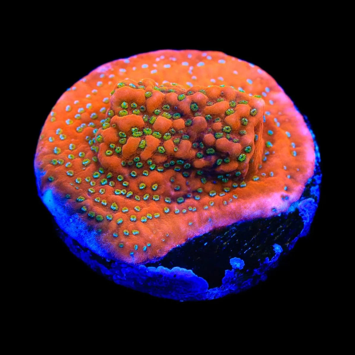 Aquamans Revenge Montipora Coral