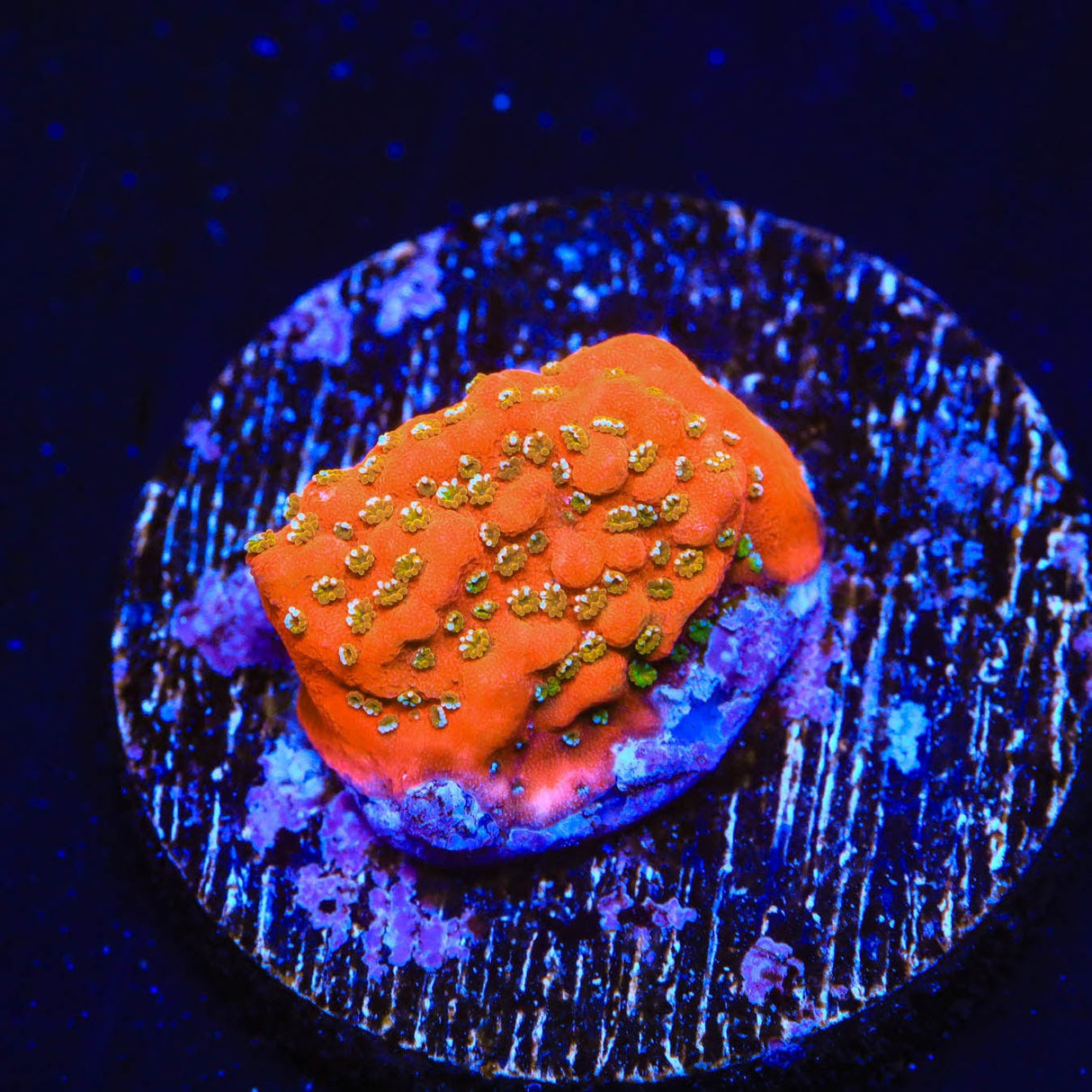 Aquamans Revenge Montipora Coral