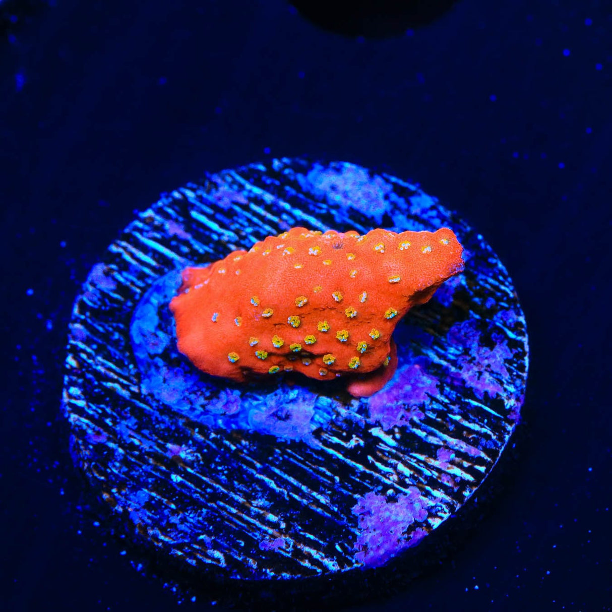 Aquamans Revenge Montipora Coral