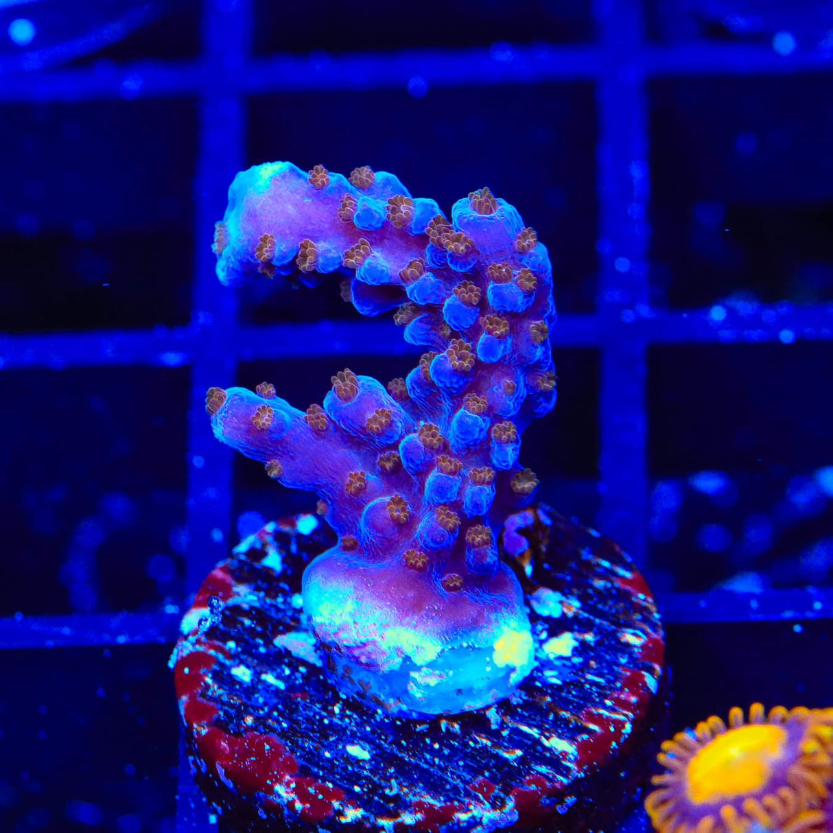 ARC Fireworks Acropora Coral