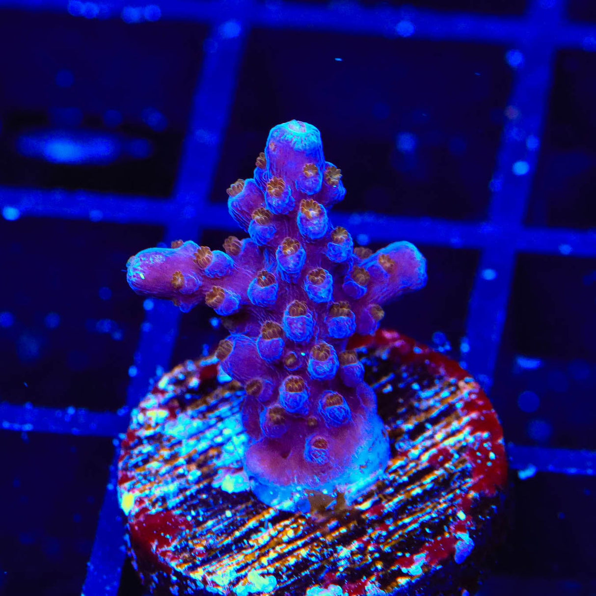 ARC Fireworks Acropora Coral