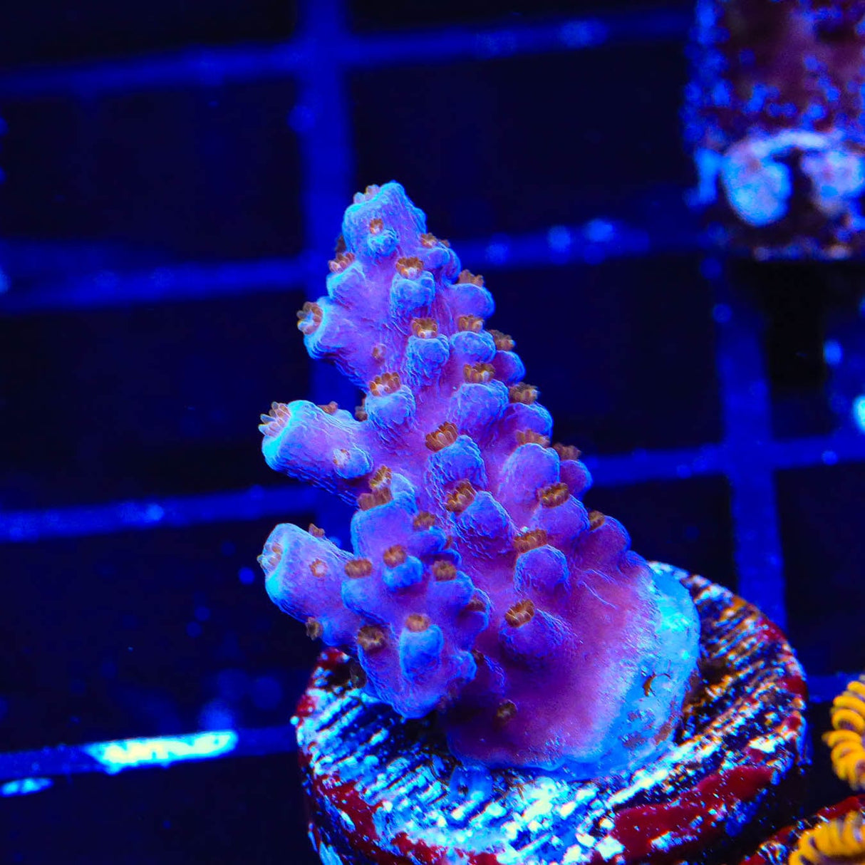 ARC Fireworks Acropora Coral