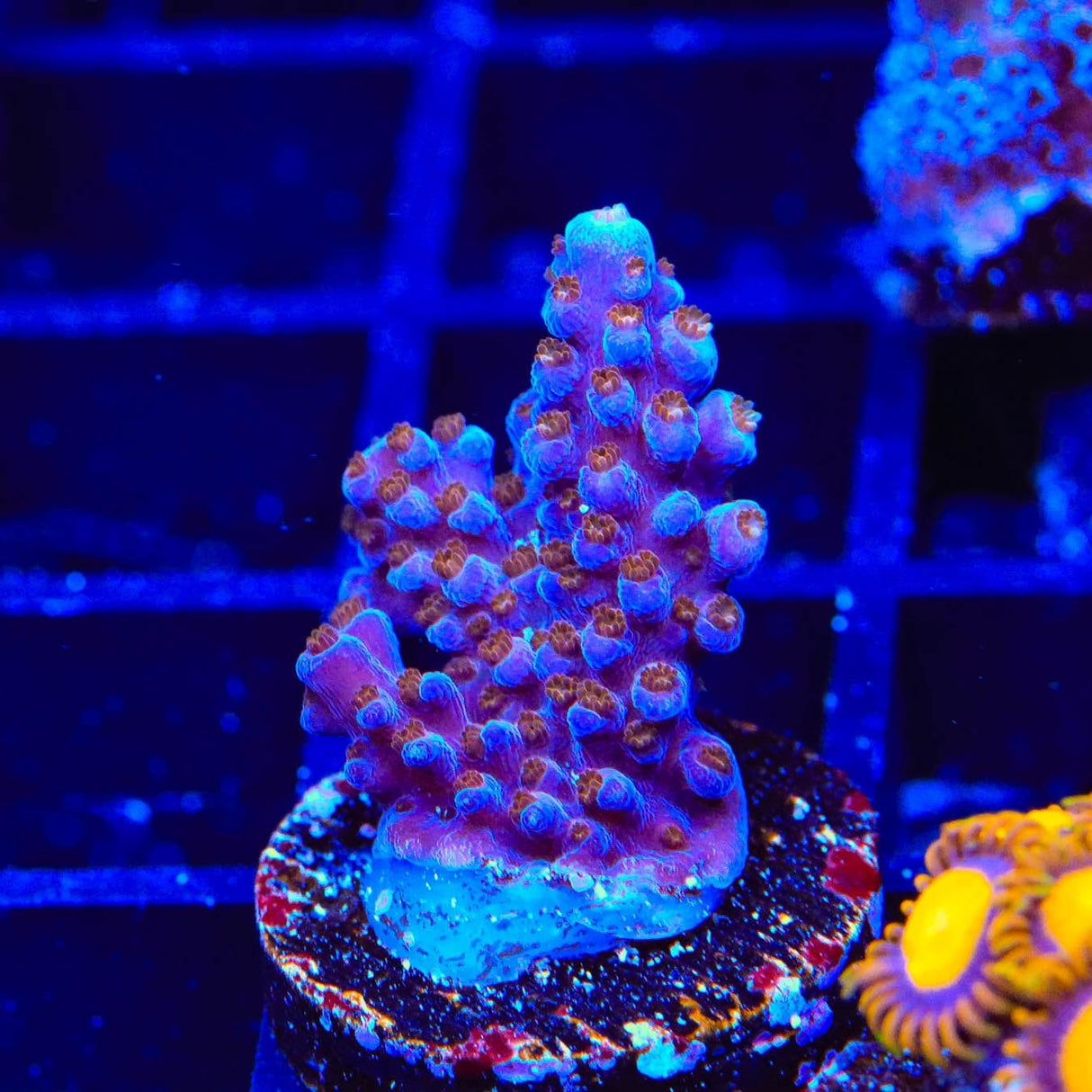 ARC Fireworks Acropora Coral