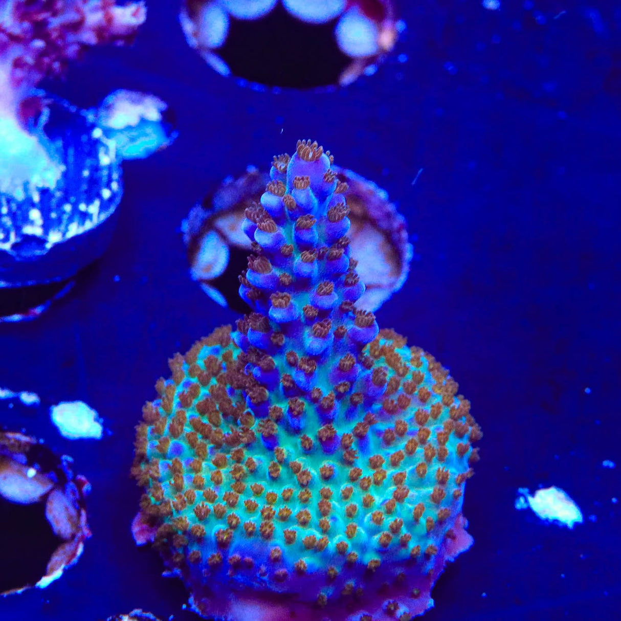 ARC Fireworks Acropora Coral