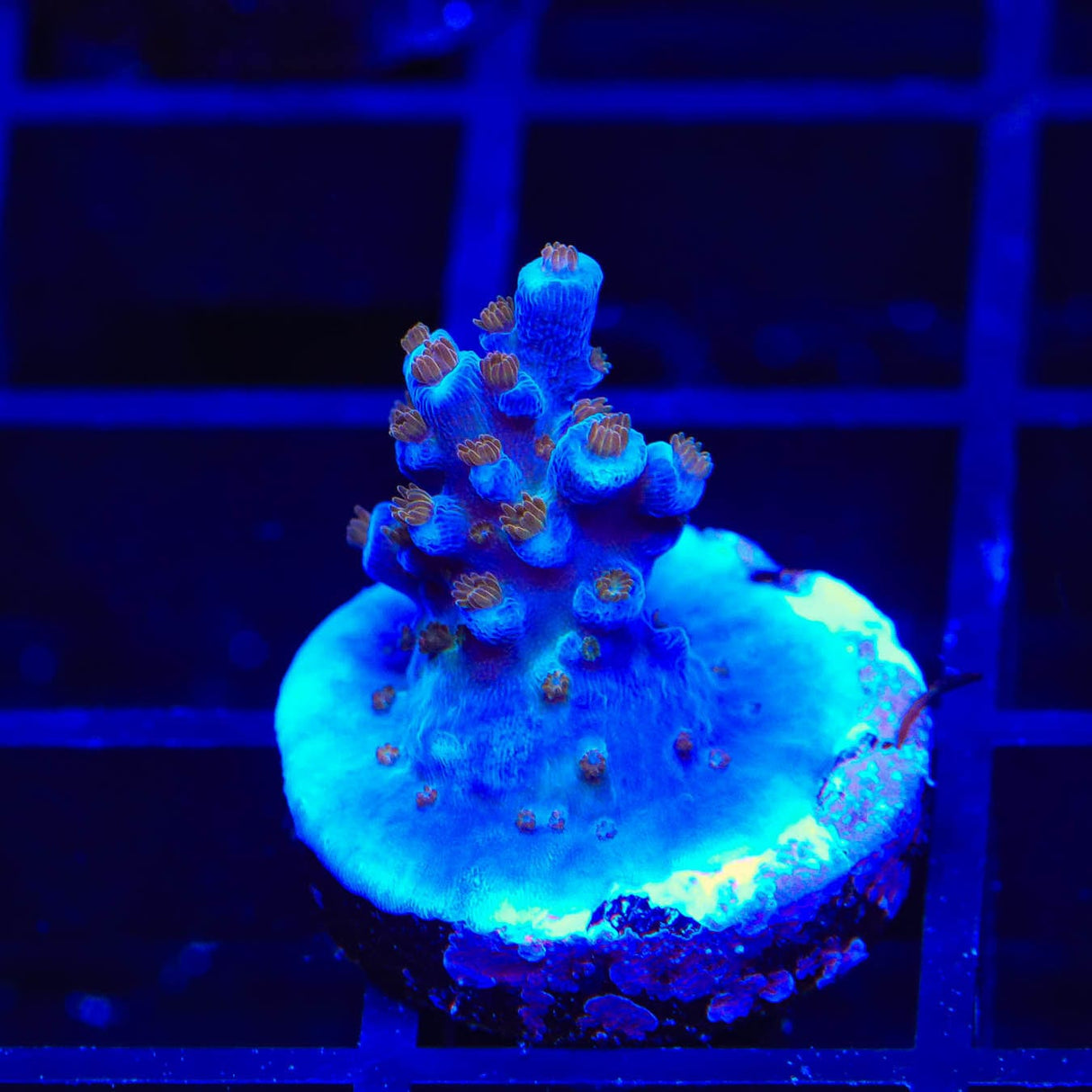 ARC Fireworks Acropora Coral