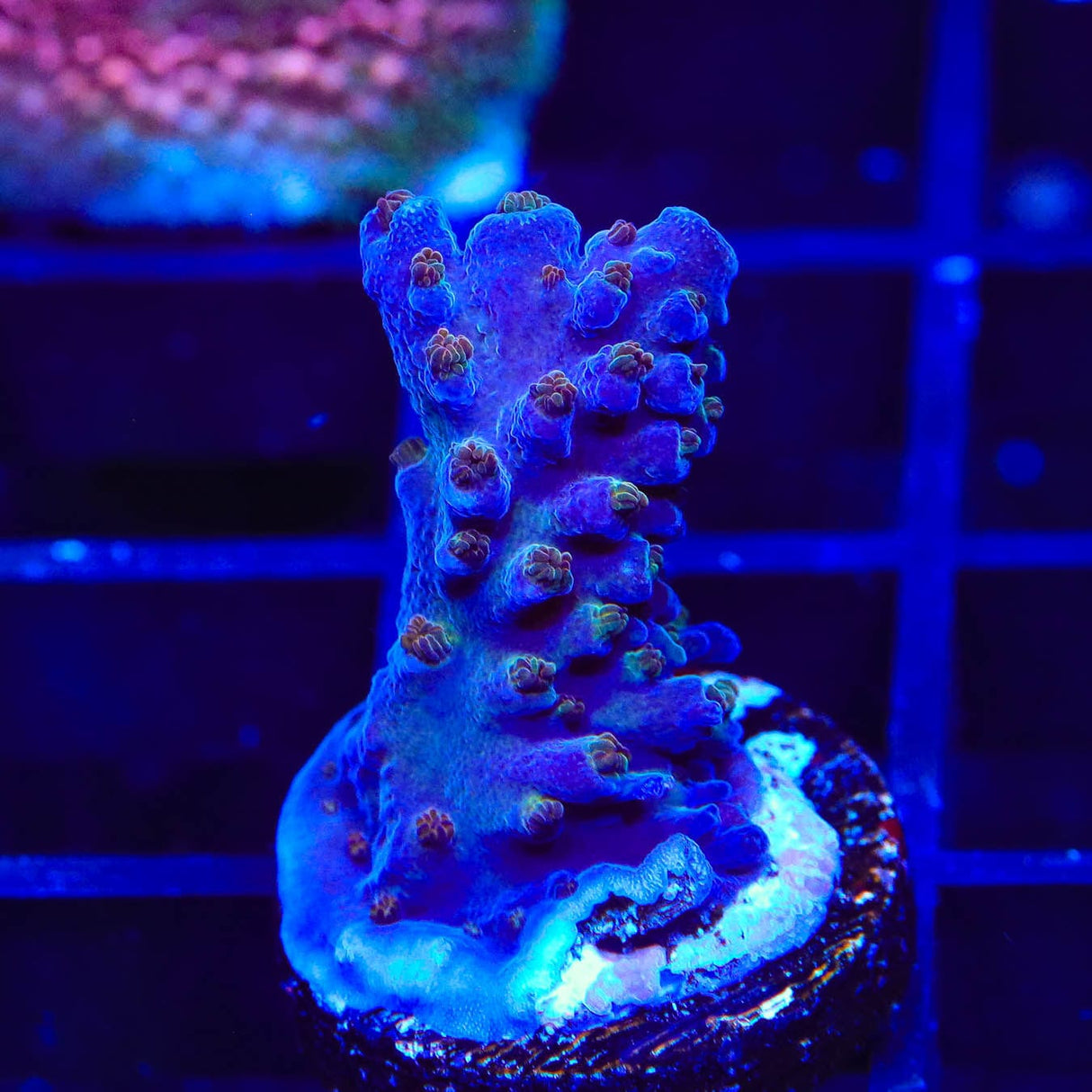 ARC Fireworks Acropora Coral