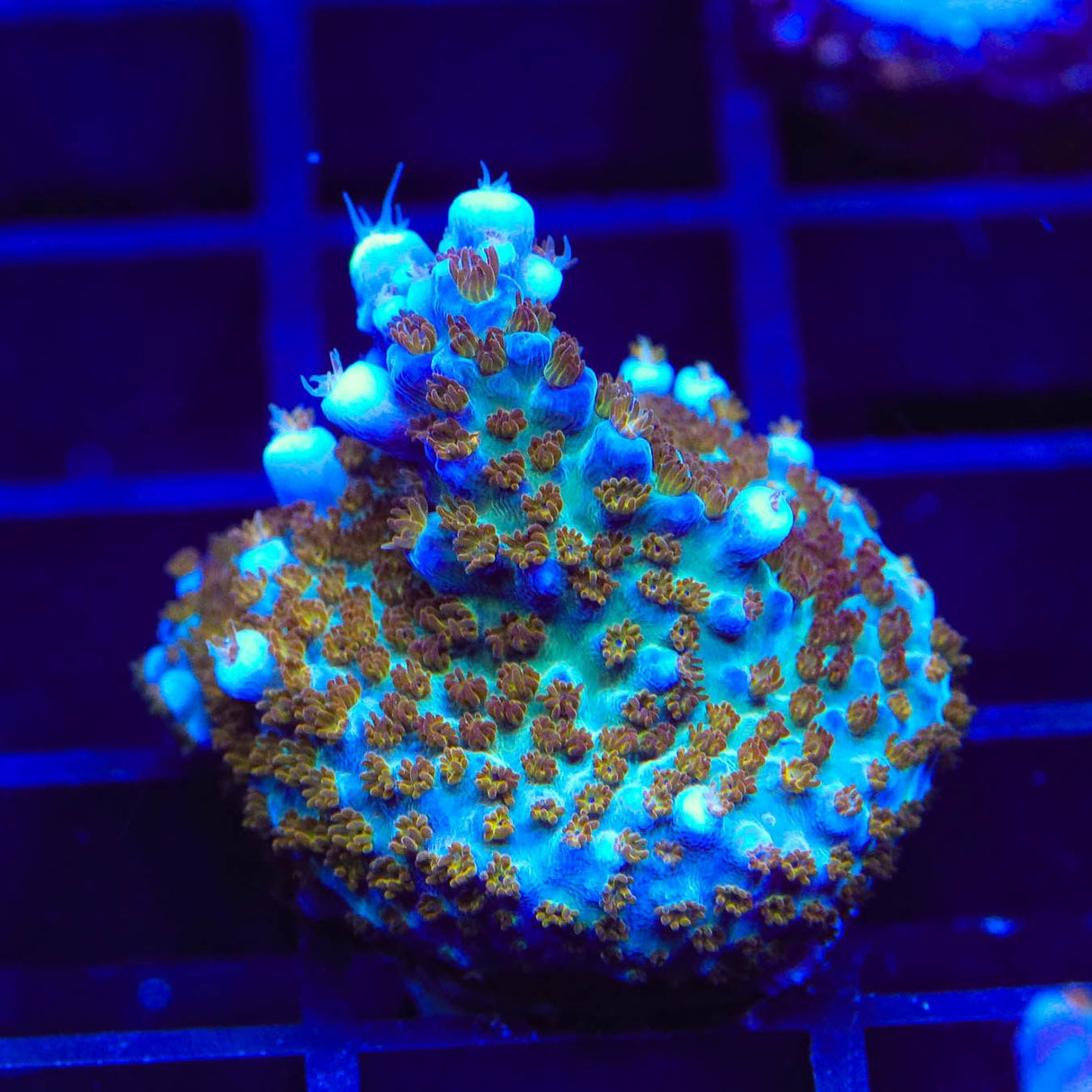 ARC Fireworks Acropora Coral