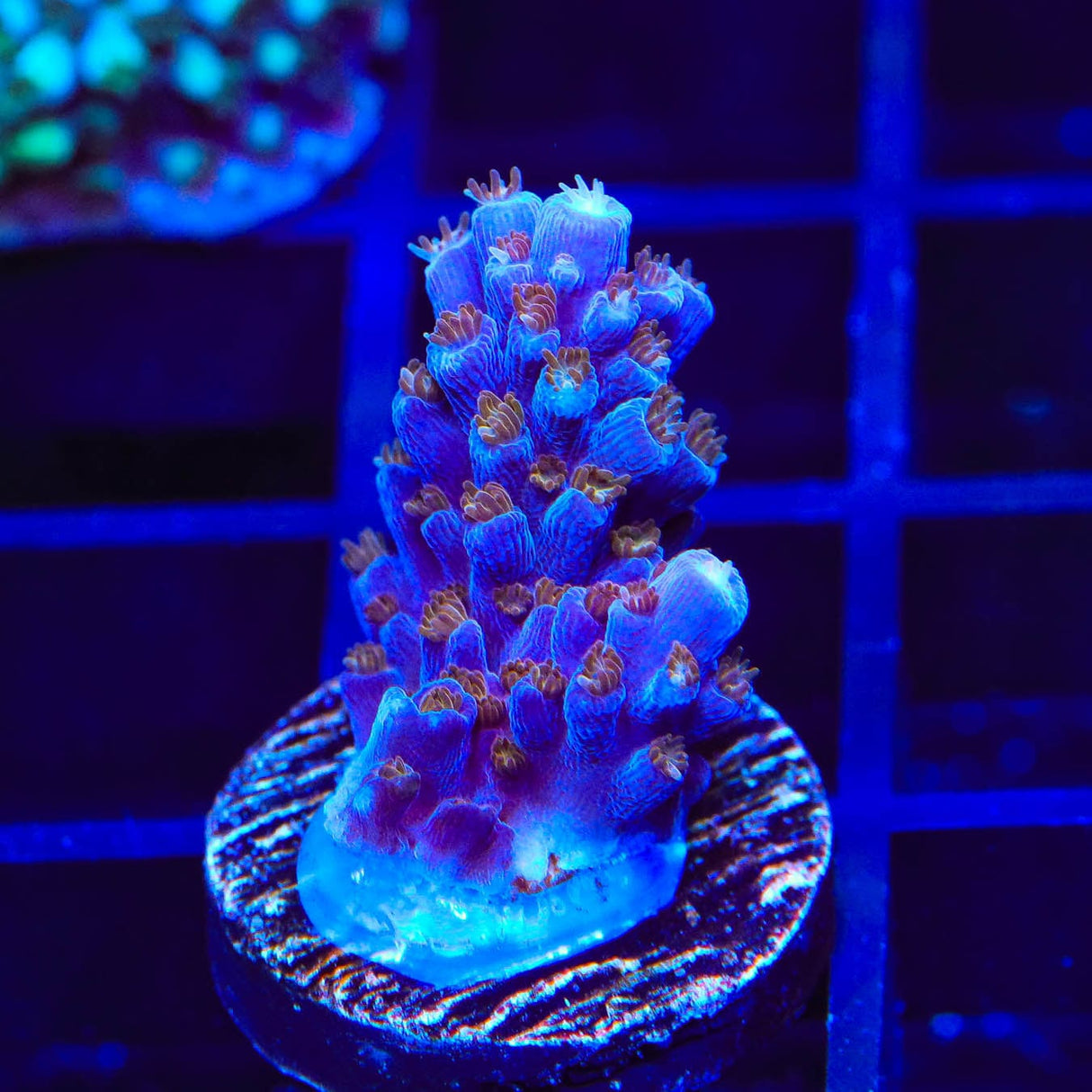 ARC Fireworks Acropora Coral