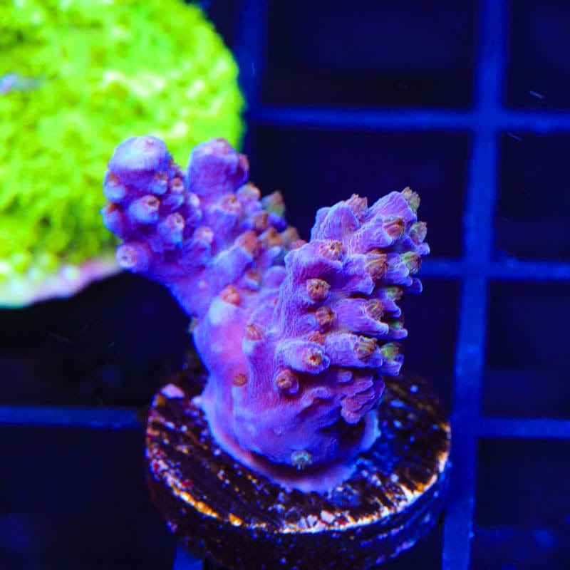 ARC Fireworks Acropora Coral