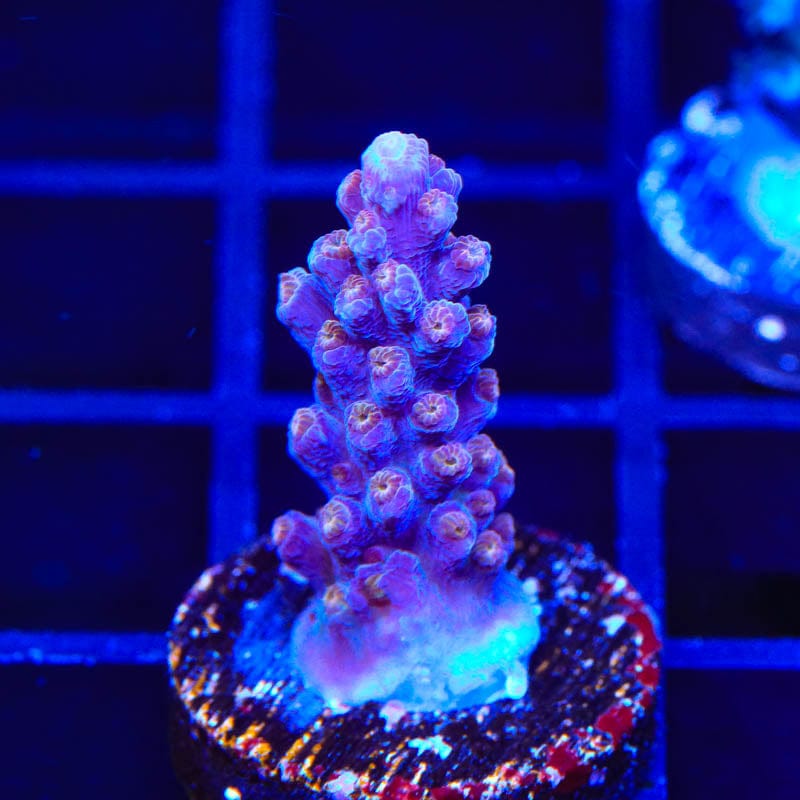 ARC Fireworks Acropora Coral