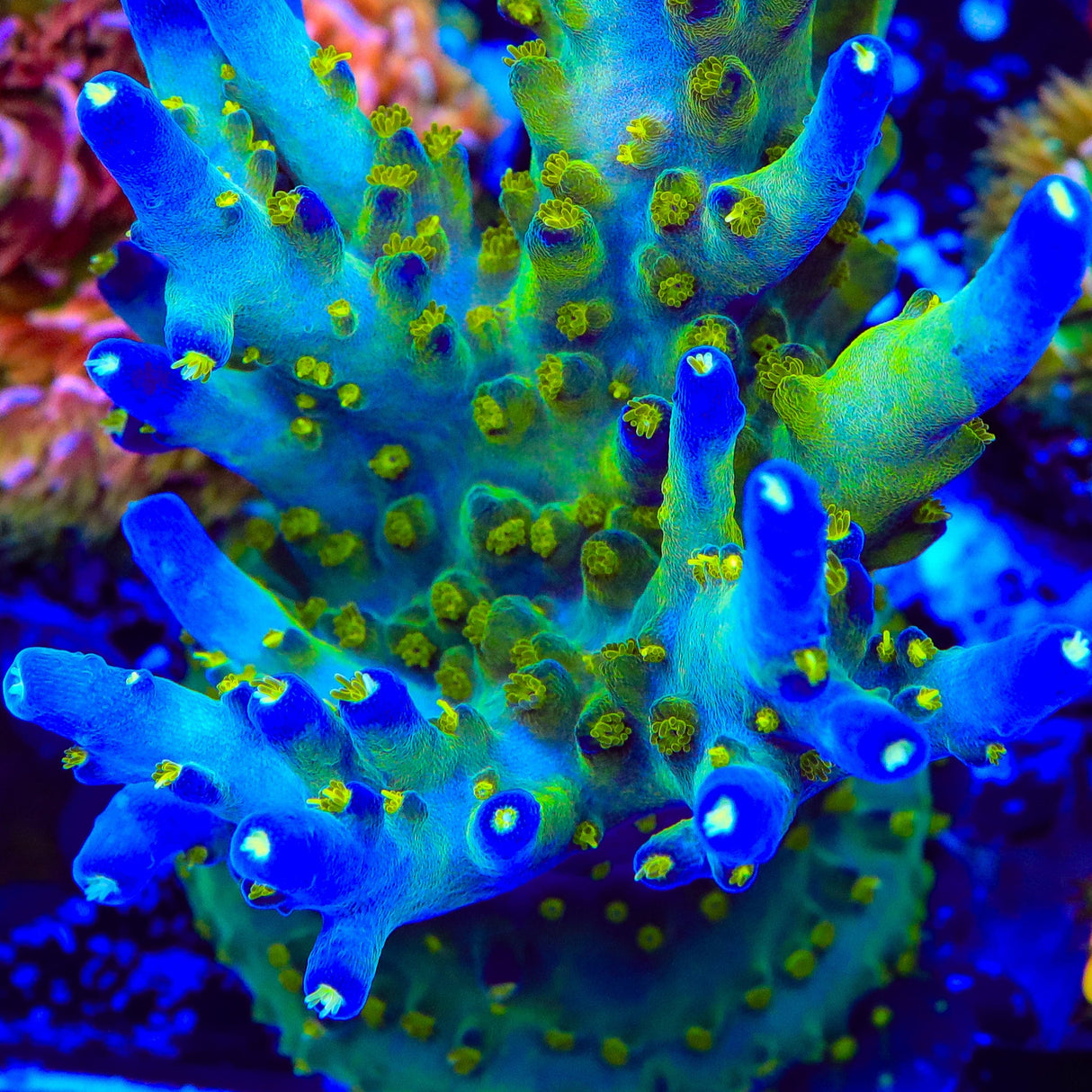 Ari's Avalanche Acropora Coral