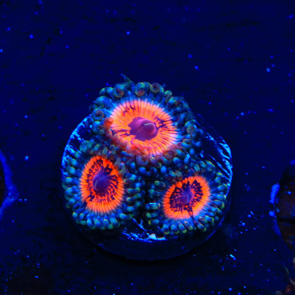 Armor of God Zoanthids Coral