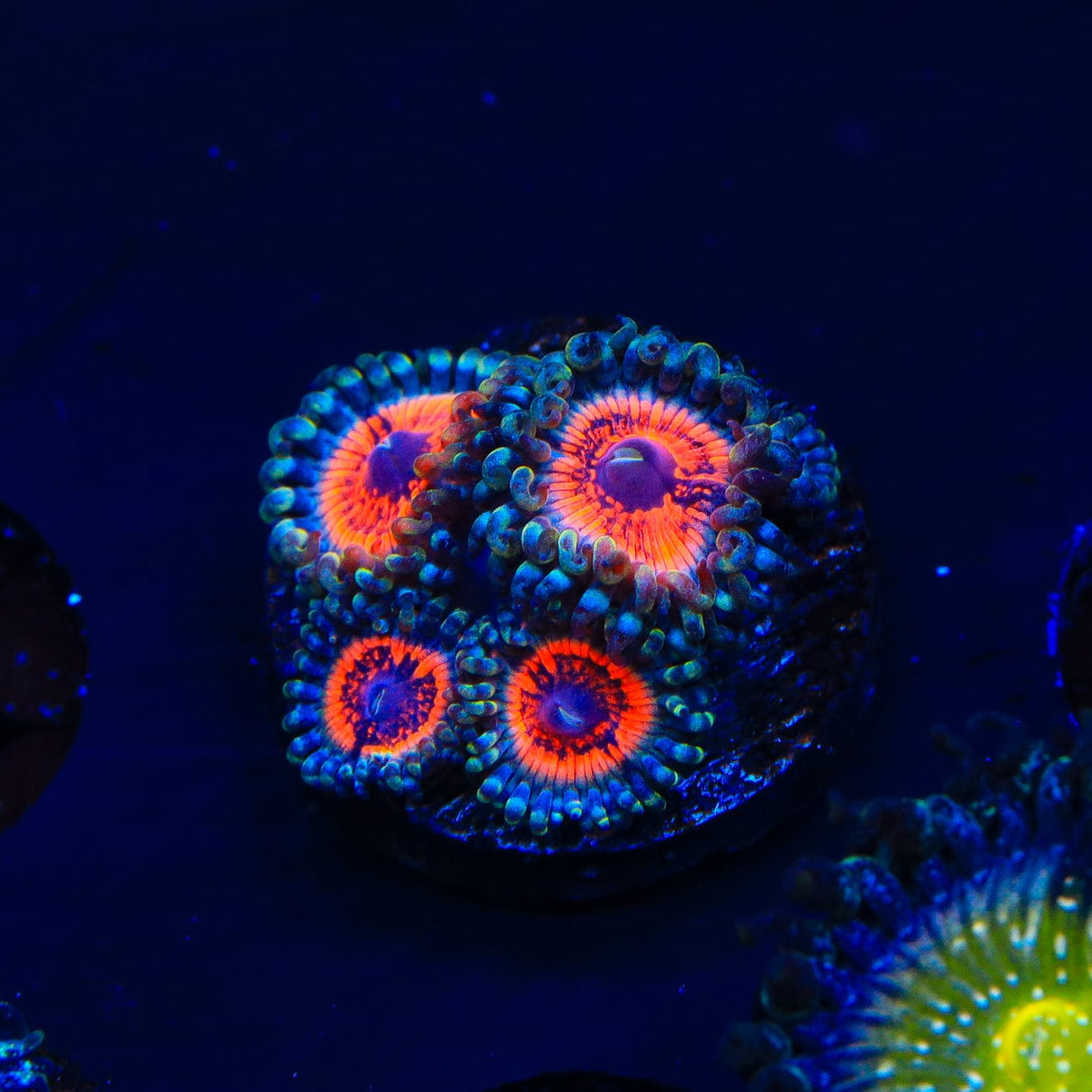 Armor of God Zoanthids Coral