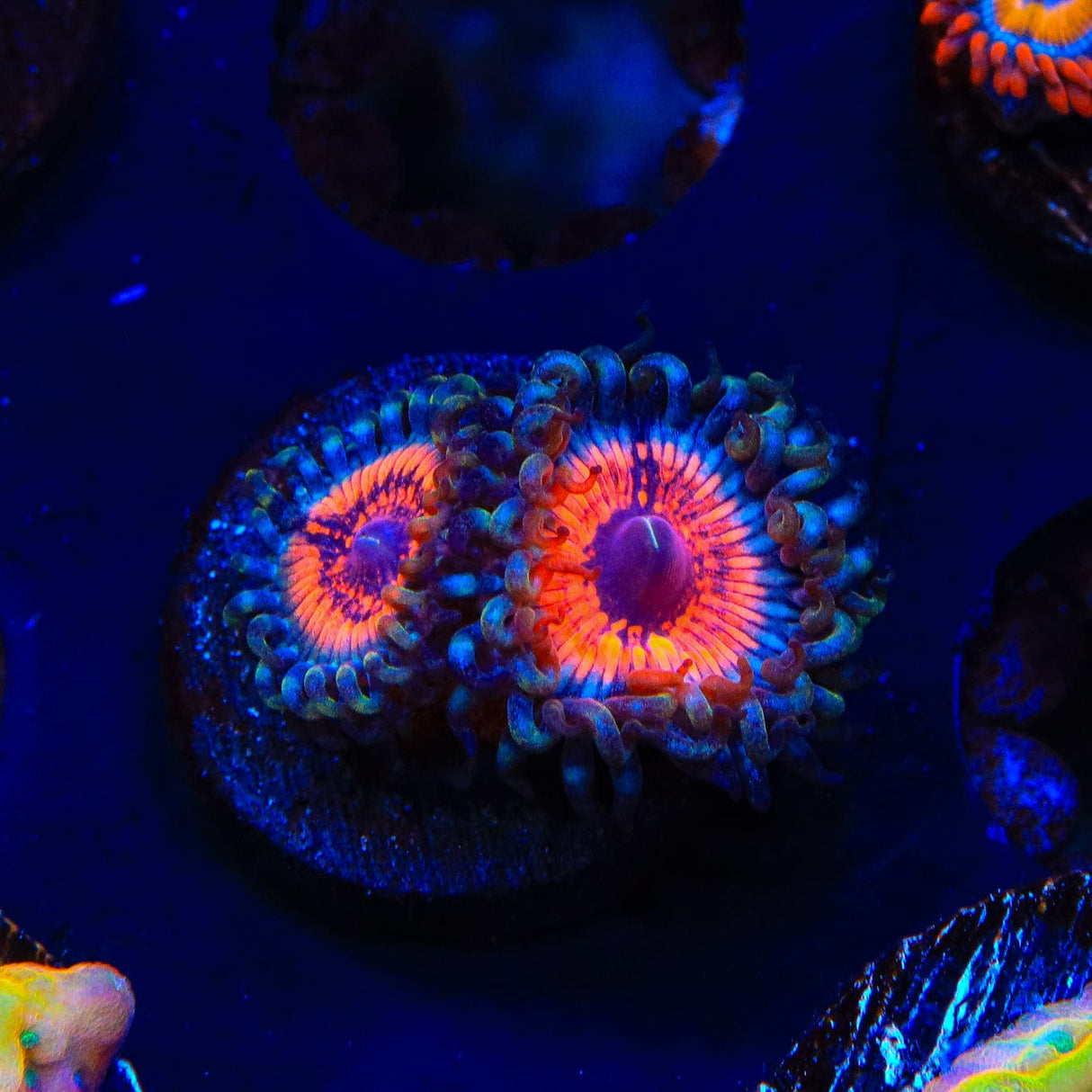 Armor of God Zoanthids Coral