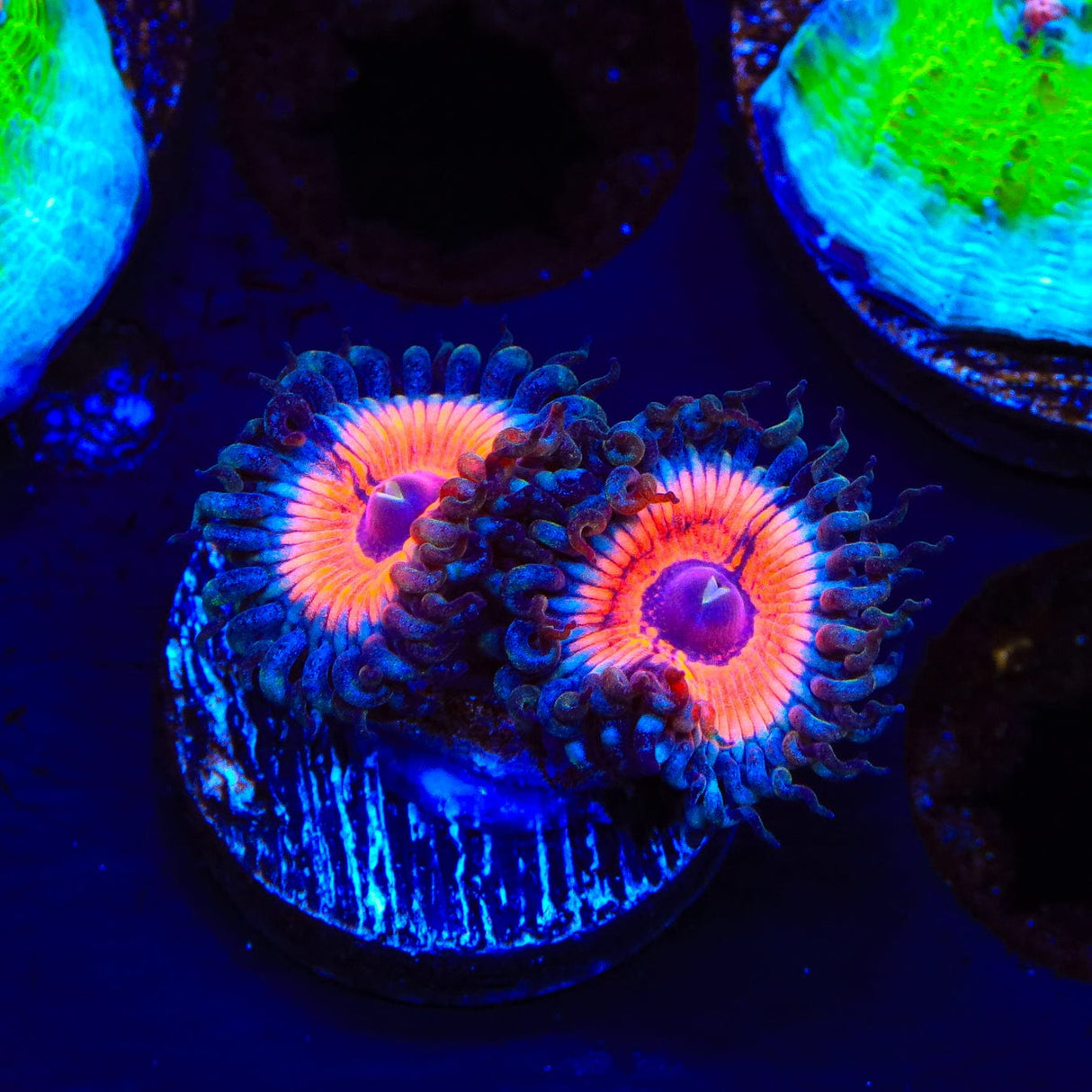 Armor of God Zoanthids Coral