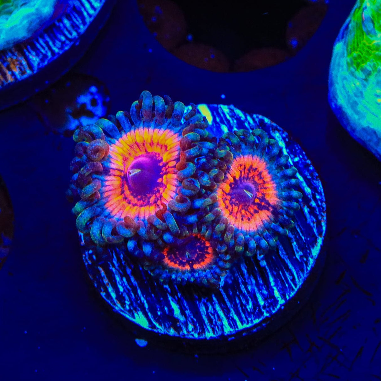 Armor of God Zoanthids Coral