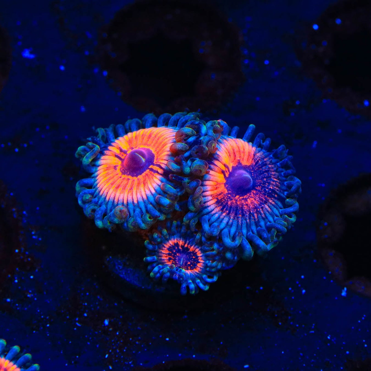 Armor of God Zoanthids Coral