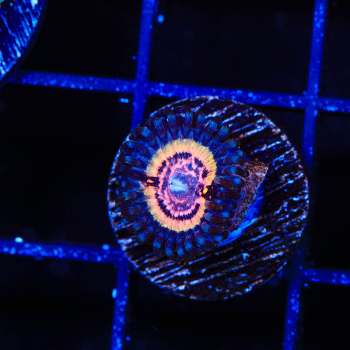 Armor of God Zoanthids Coral