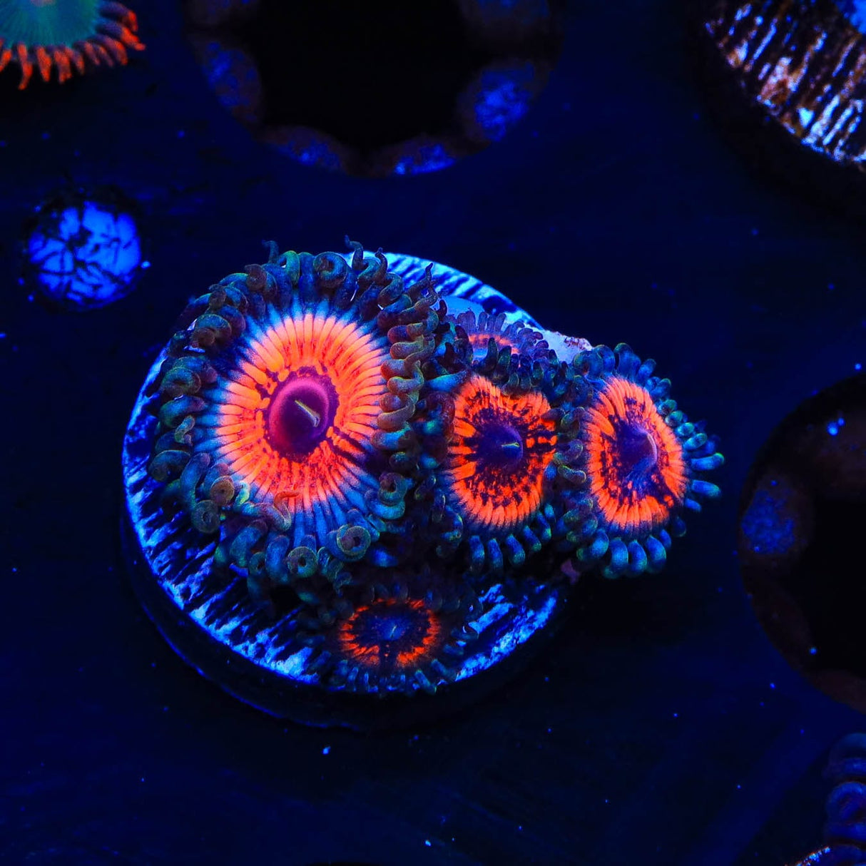Armor of God Zoanthids Coral