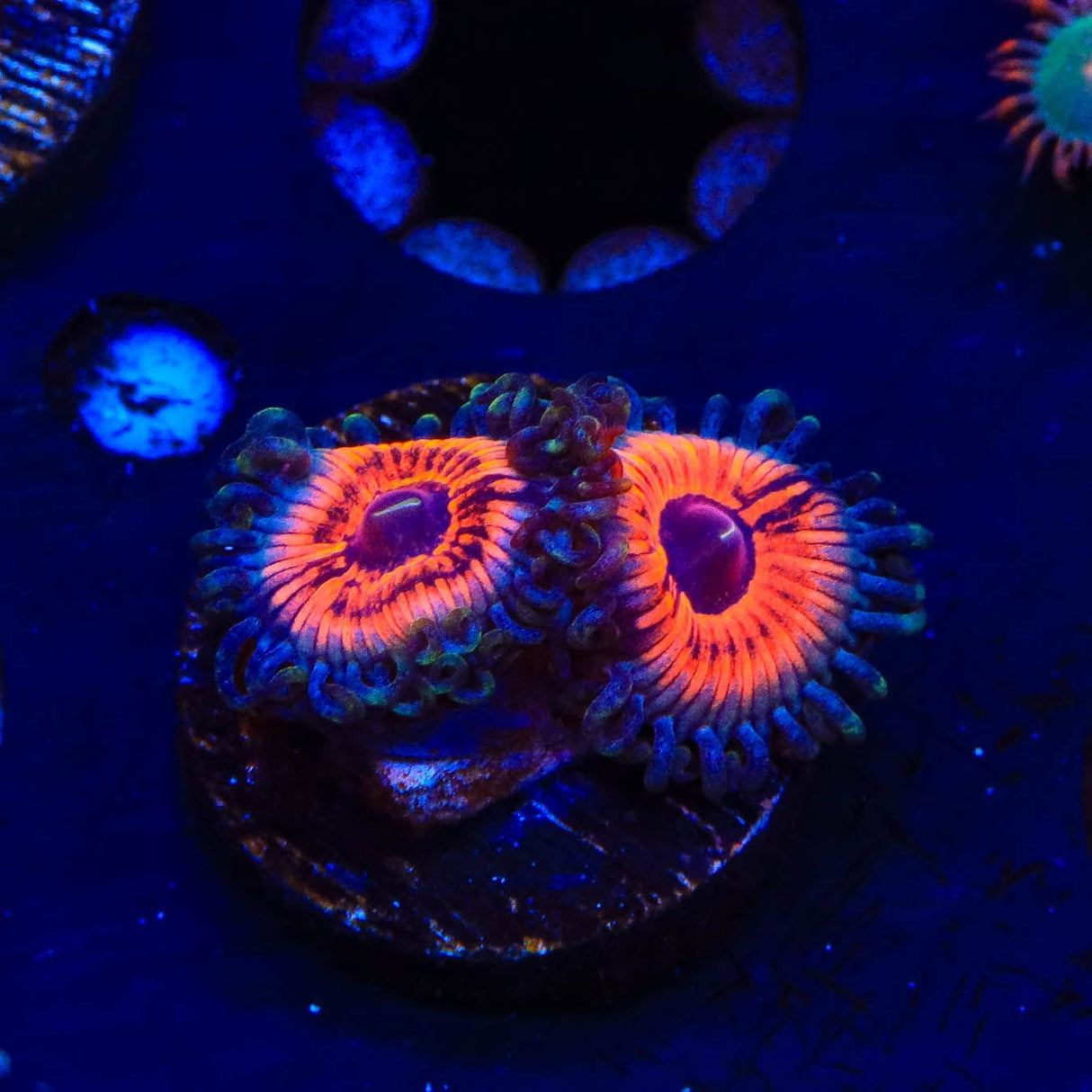 Armor of God Zoanthids Coral