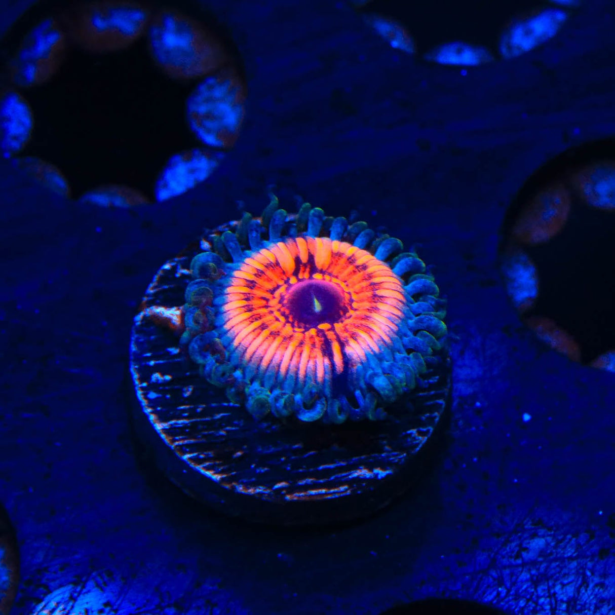Armor of God Zoanthids Coral