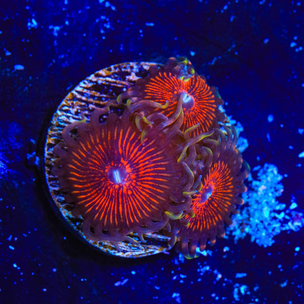 Armor of God Zoanthids Coral