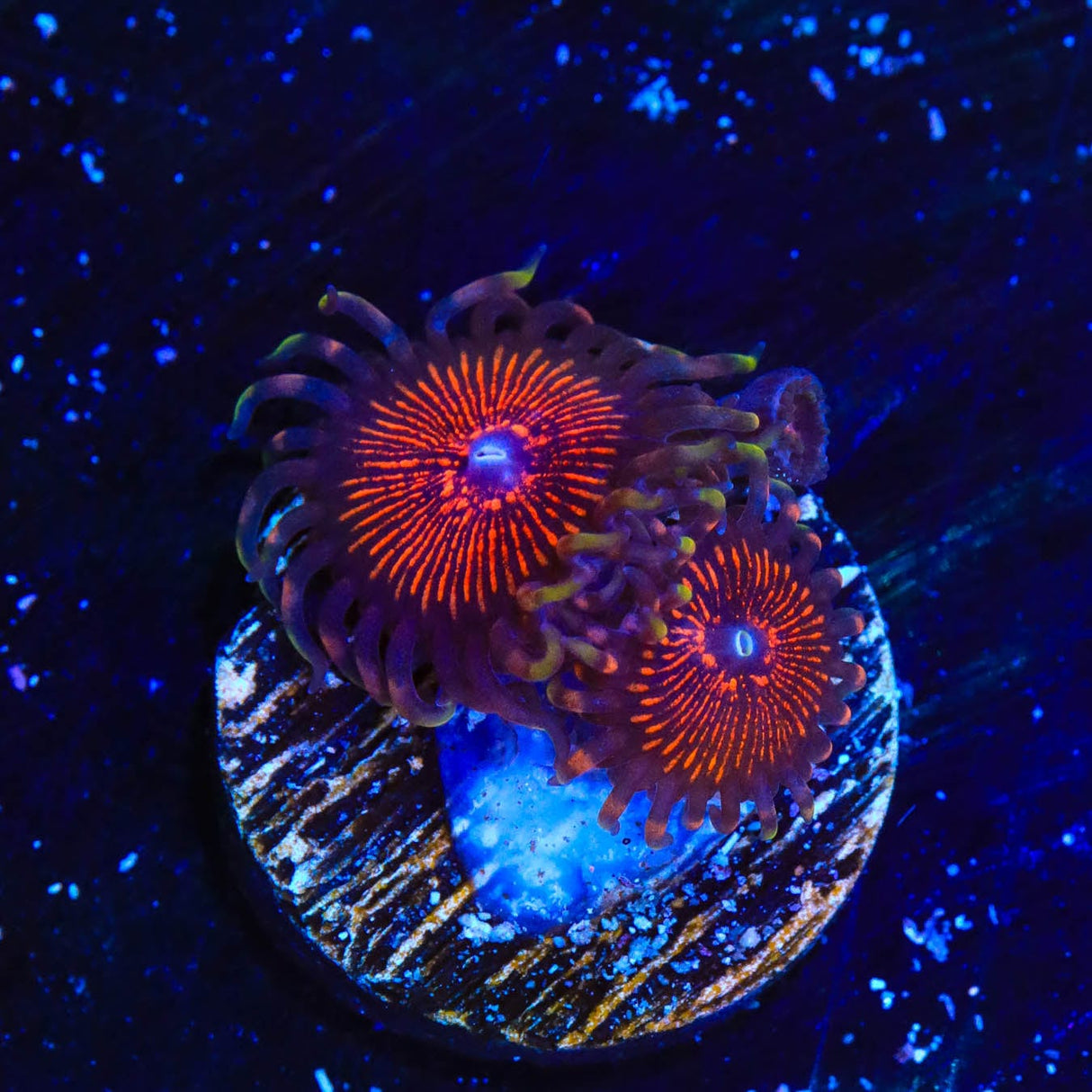 Armor of God Zoanthids Coral