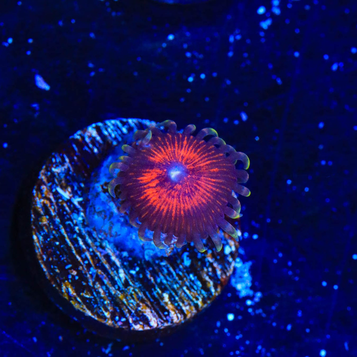 Armor of God Zoanthids Coral