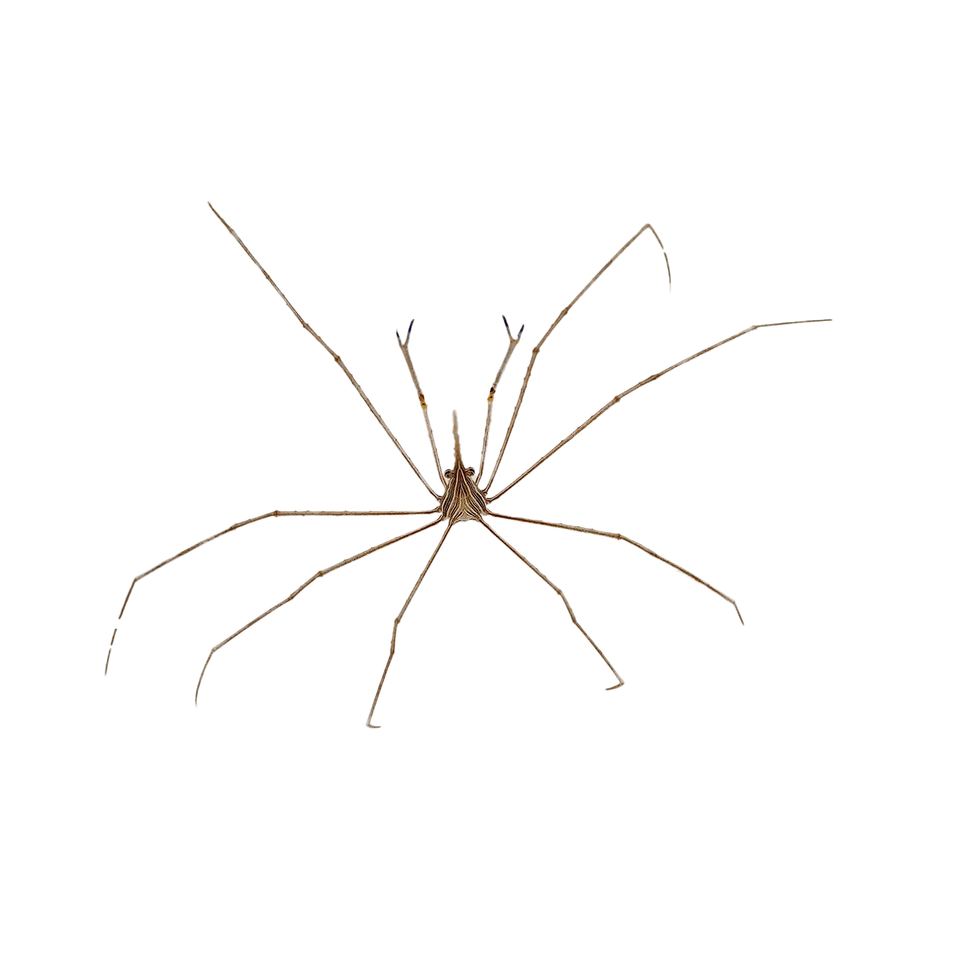 Arrow Crab