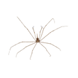 Arrow Crab