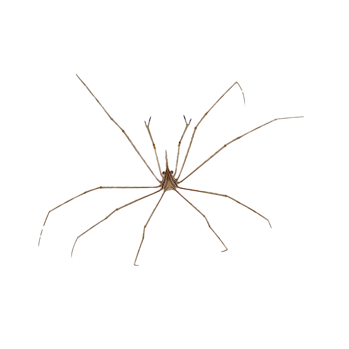 Arrow Crab