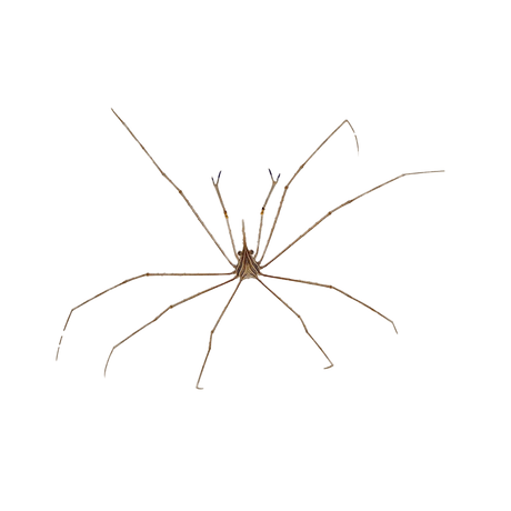 Arrow Crab